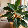 Millions Philodendron