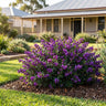 Mini Haha Purple Coral Pea