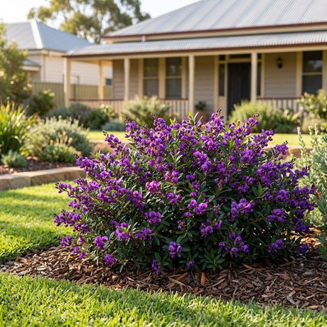 Purple Coral Pea (Hardenbergia violacea)