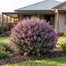 Mini Pink Round-leaf Mint Bush