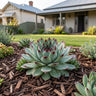 Mint Marvel Houseleek