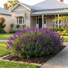 Mirage Violet Mexican Sage