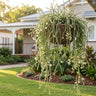 Mistletoe Cactus