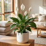 Mojo Peace Lily