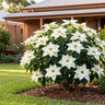 Moni Poinsettia