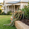 Monkey's Tail Cactus