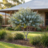 Moon Lagoon Narrow Leaf Red Mallee