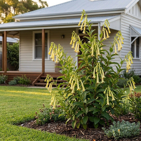 Moonraker Cape Fuchsia