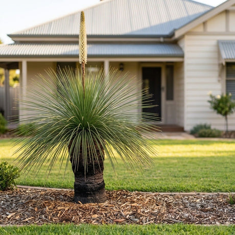 Mount Lofty Grass Tree (Xanthorrhoea quadrangulata)