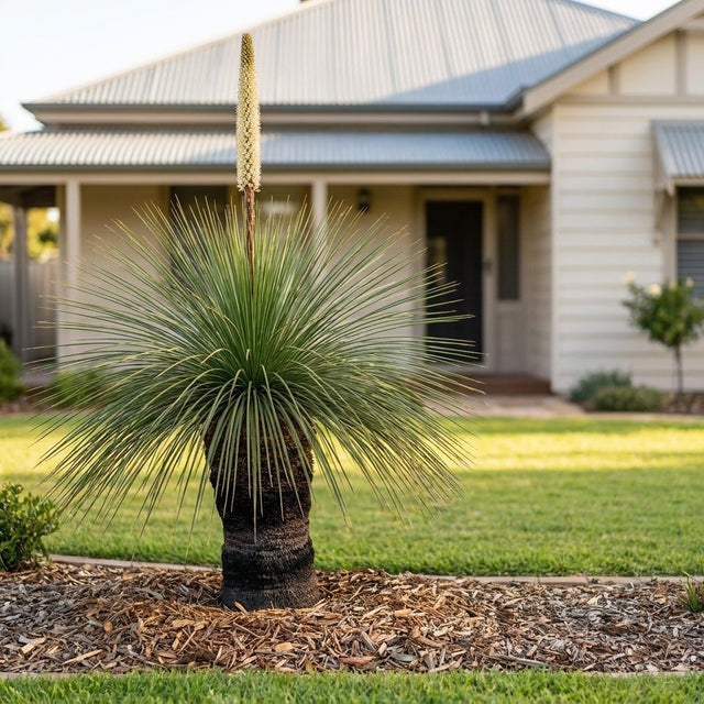Mount Lofty Grass Tree (Xanthorrhoea quadrangulata)