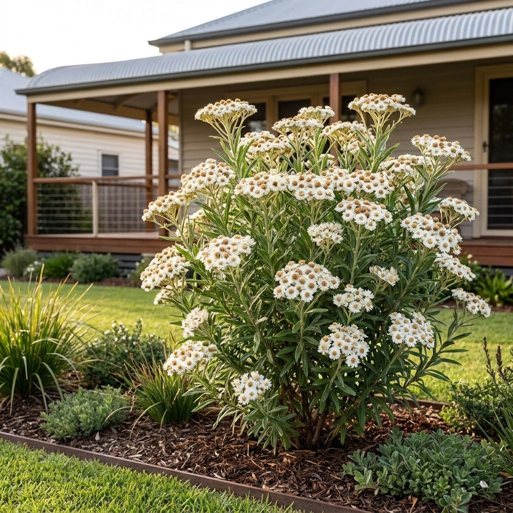 Mountain Daisy (Ixodia achillaeoides) growing in a mulched garden bed in front of an Australian home