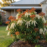 Mountain Fire Lily of the Valley Bush