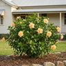 Mrs Andreasen Hibiscus