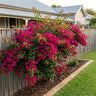 Mrs H. C. Buck Bougainvillea