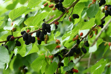 Black Mulberry - Morus nigra - Brisbane Plant Nursery