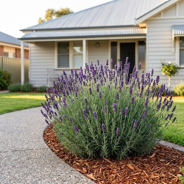 Munstead English Lavender