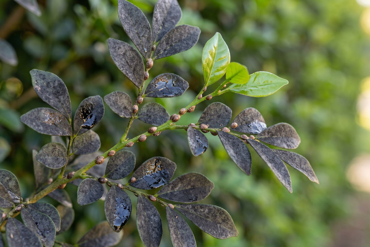Murraya leaves coated in black sooty mould with small brown scale insects on the stem