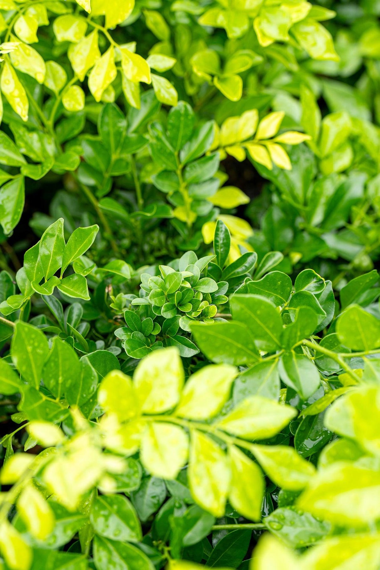 Mock Orange - Murraya paniculata - Brisbane Plant Nursery