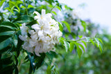 Mock Orange - Murraya paniculata - Brisbane Plant Nursery