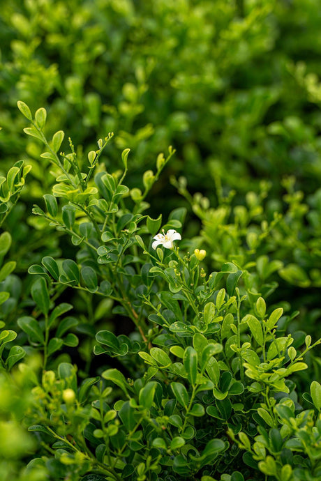 Min-a-Min Mock Orange - Murraya paniculata 'Min-a-Min' - Brisbane Plant Nursery