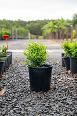 Min-a-Min Mock Orange - Murraya paniculata 'Min-a-Min' - Brisbane Plant Nursery