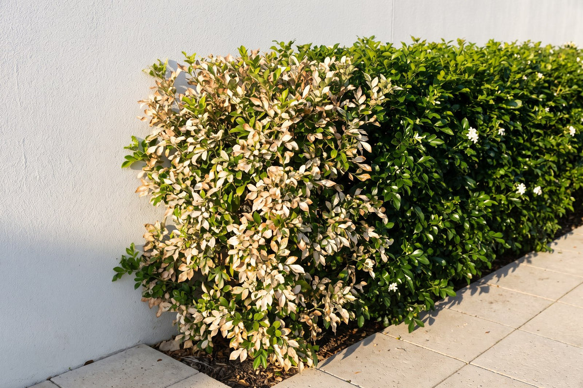 Murraya shrub with sunburnt bleached leaves beside a west-facing wall and paving