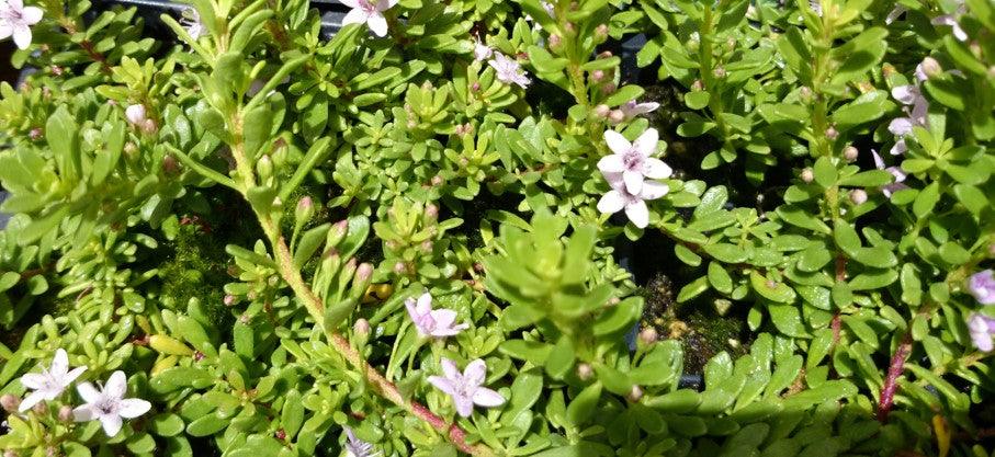 Fine Leaf Pink Myoporum - Myoporum parvifolium 'Fine Leaf Pink' - Brisbane Plant Nursery