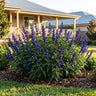 Mystic Spires Flowering Sage