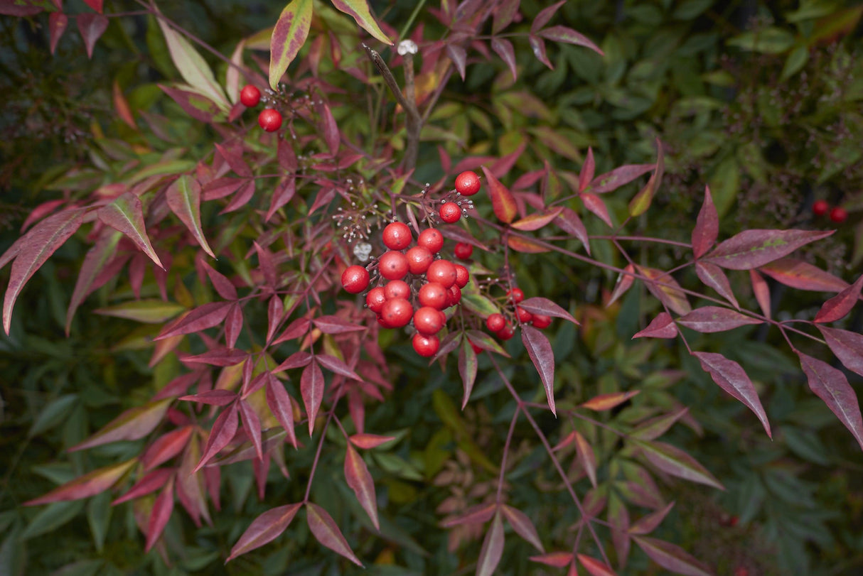 Gulf Stream Heavenly Bamboo - Nandina domestica 'Gulf Stream' - Brisbane Plant Nursery