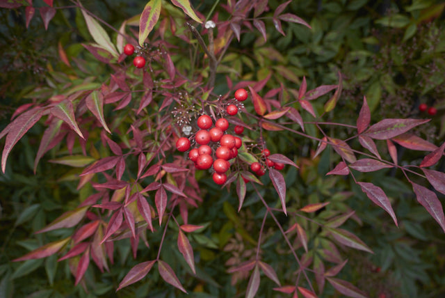 Gulf Stream Heavenly Bamboo - Nandina domestica 'Gulf Stream' - Brisbane Plant Nursery