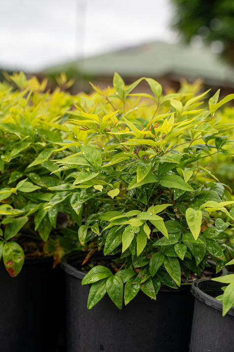 Magical Lemon Lime Nandina - Nandina domestica 'Magical Lemon Lime' - Brisbane Plant Nursery