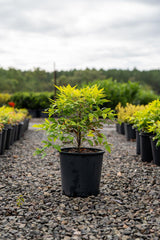 Magical Lemon Lime Nandina - Nandina domestica 'Magical Lemon Lime' - Brisbane Plant Nursery