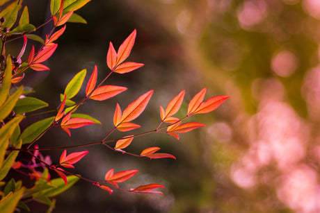 Sacred Bamboo - Nandina domestica 'Moon Bay' - Brisbane Plant Nursery