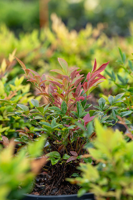 Nana Nandina - Nandina domestica 'Nana' - Brisbane Plant Nursery