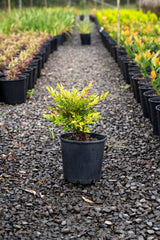 Nana Nandina - Nandina domestica 'Nana' - Brisbane Plant Nursery