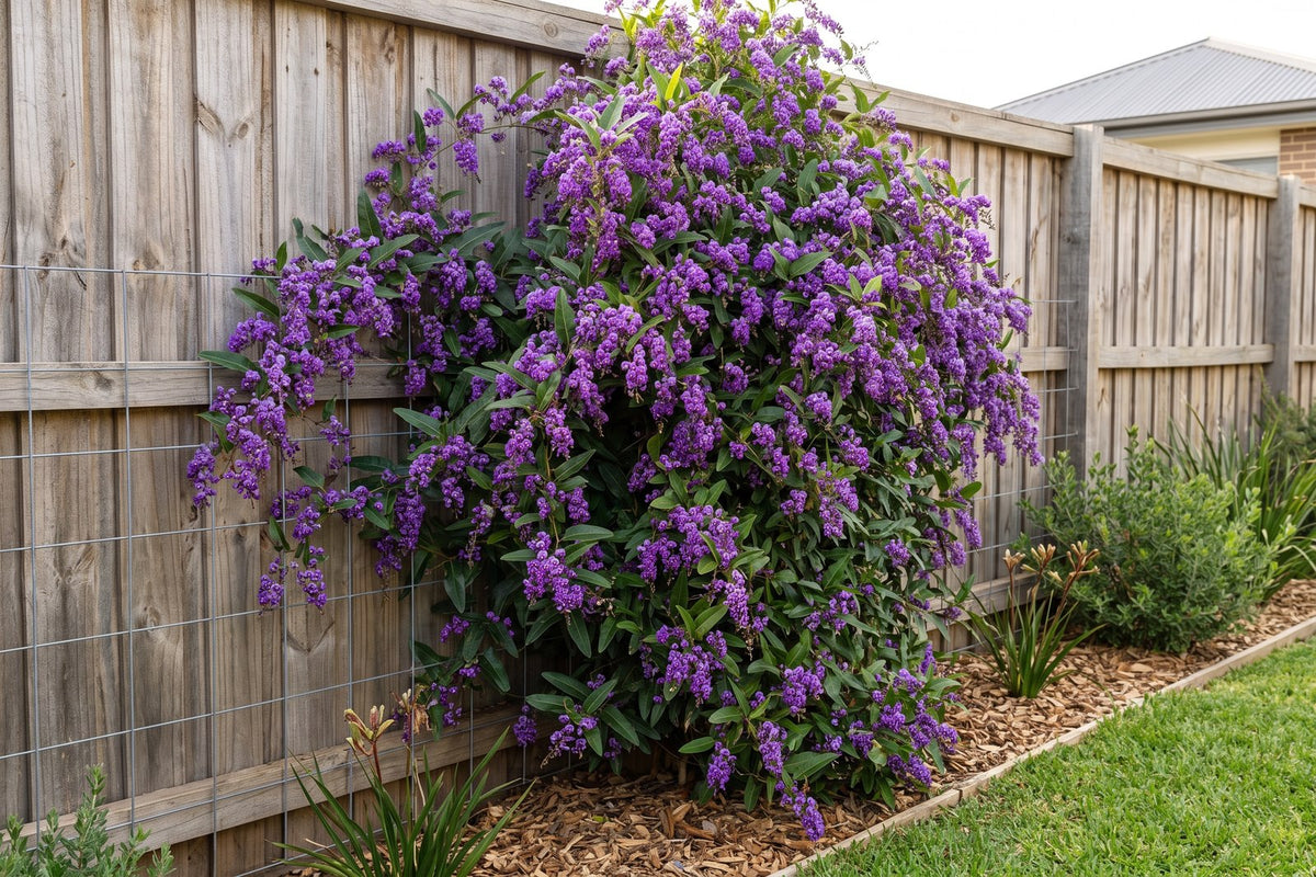 Native hardenbergia covered in purple pea flowers on wires along a timber paling fence