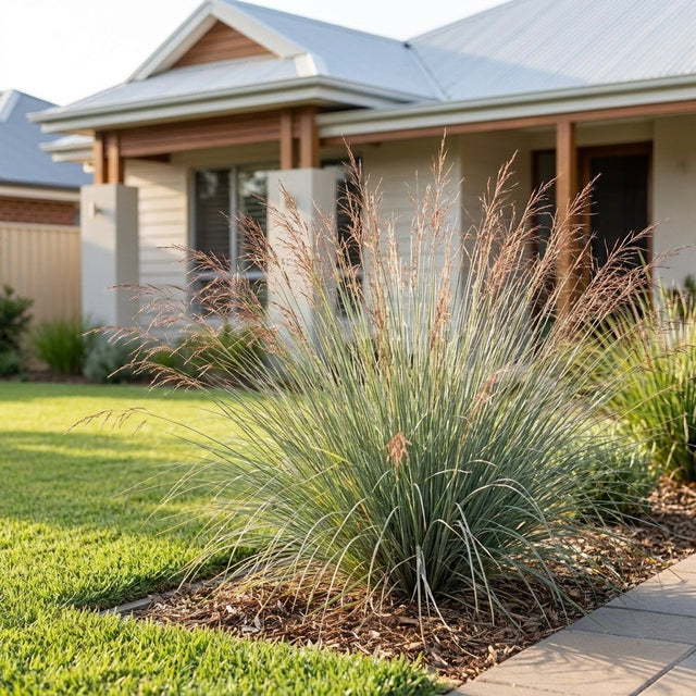 Native Lemongrass (Cymbopogon ambiguus)
