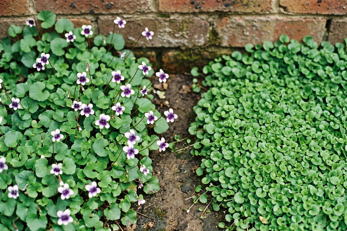 Native violet in flower beside a flat mat of kidney weed in a shaded bed