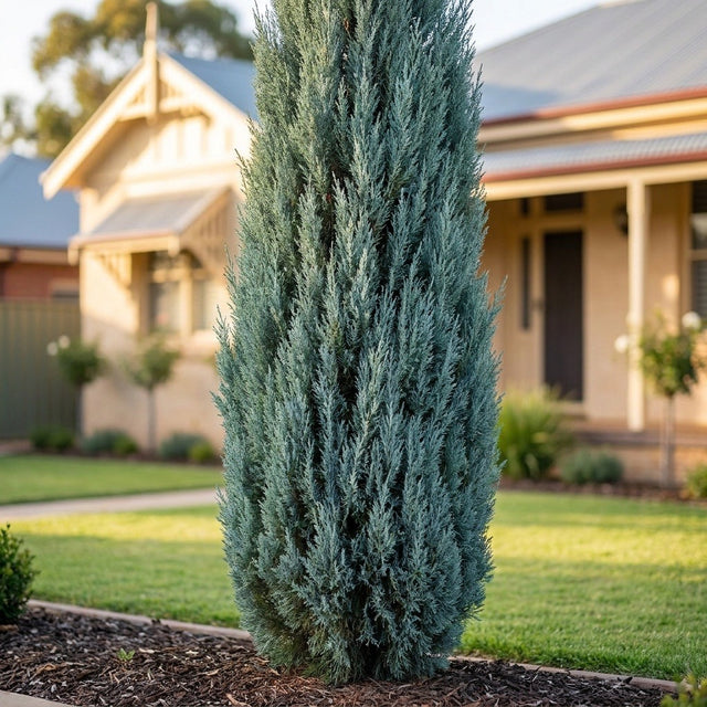 Naylors Blue Leyland Cypress (Cuprocyparis leylandii 'Naylors Blue') growing in a mulched garden bed in front of an Australian home