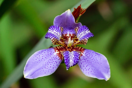 Regina Walking Iris - Neomarica caerulea 'Regina' - Brisbane Plant Nursery