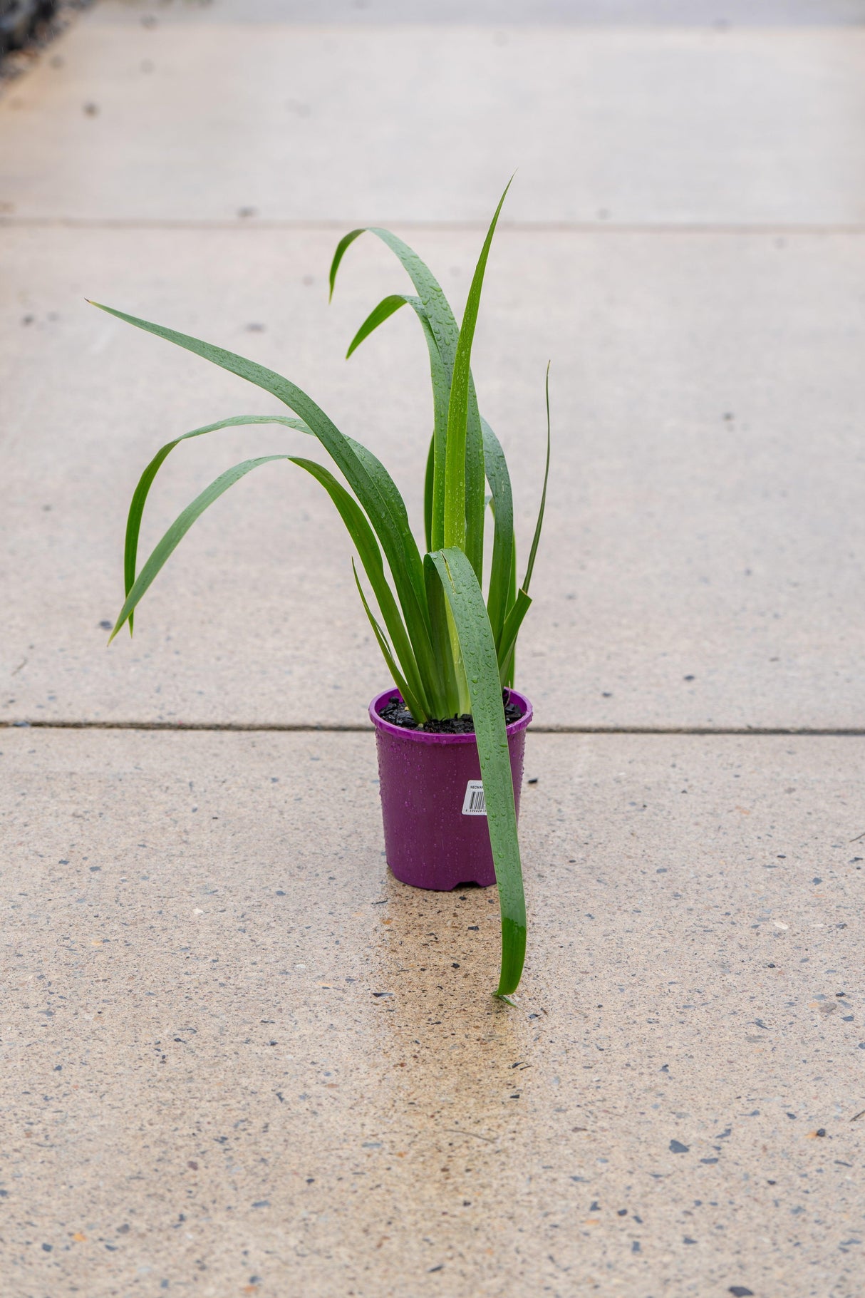 Regina Walking Iris - Neomarica caerulea 'Regina' - Brisbane Plant Nursery