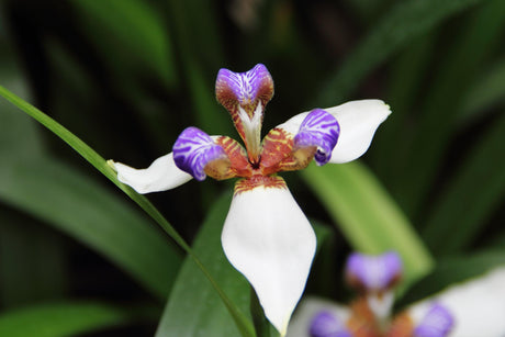 Walking Iris - Neomarica gracilis - Brisbane Plant Nursery