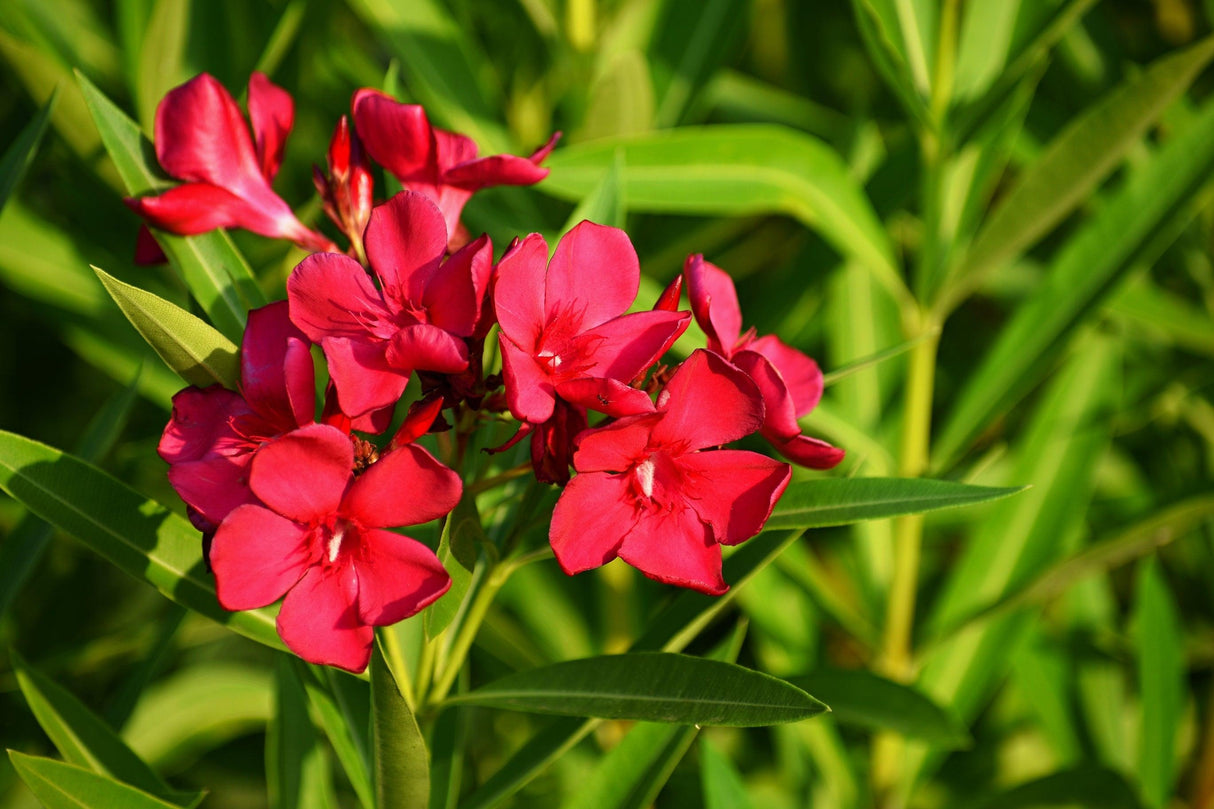 Rosebay - Nerium oleander Red - Brisbane Plant Nursery