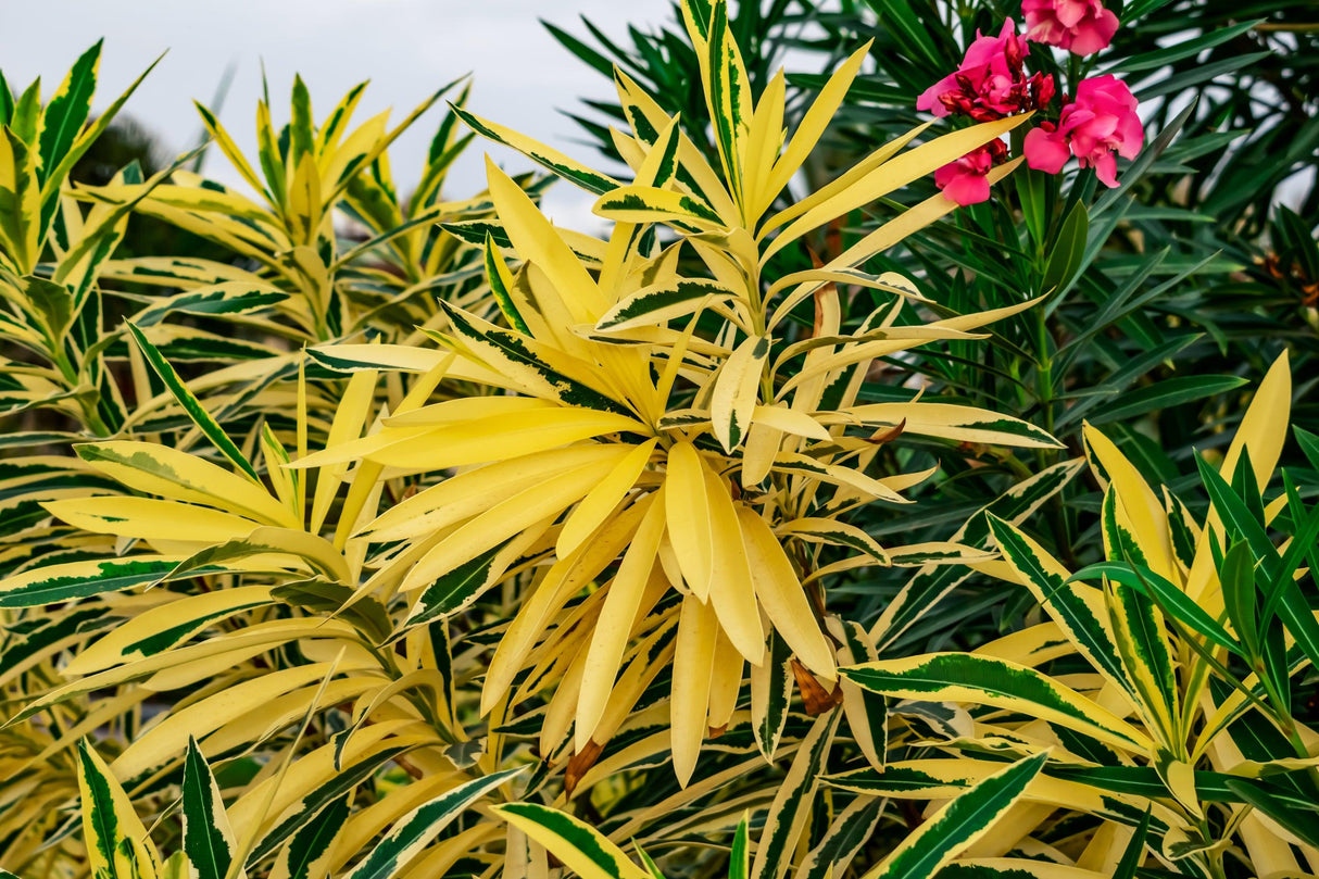 Variegated Oleander - Nerium oleander 'Variegated' - Brisbane Plant Nursery