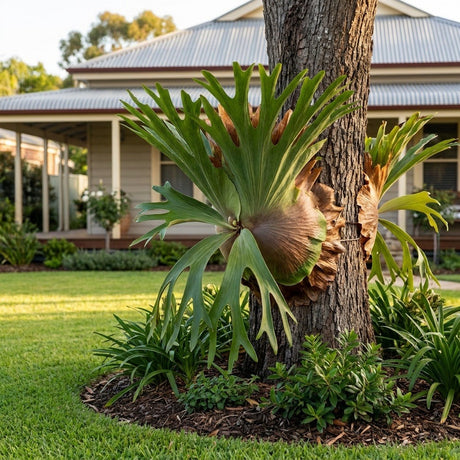 Netherlands Staghorn Fern