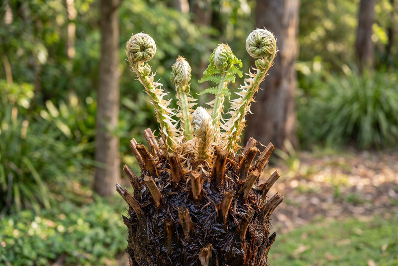 Tree Fern Care Guide: Watering, Shade and Planting Tips