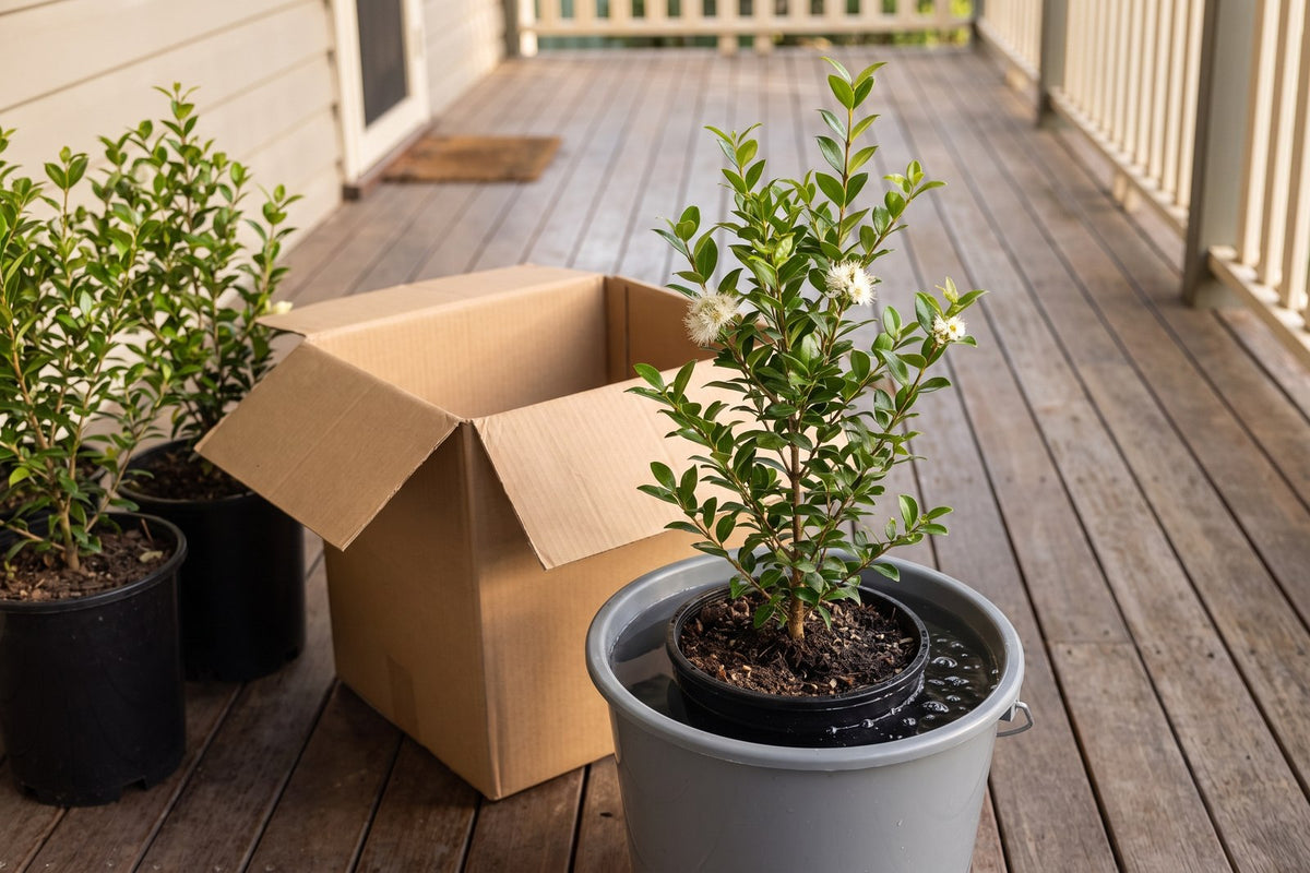 Newly delivered potted lilly pilly soaking in a bucket of water on a shaded verandah