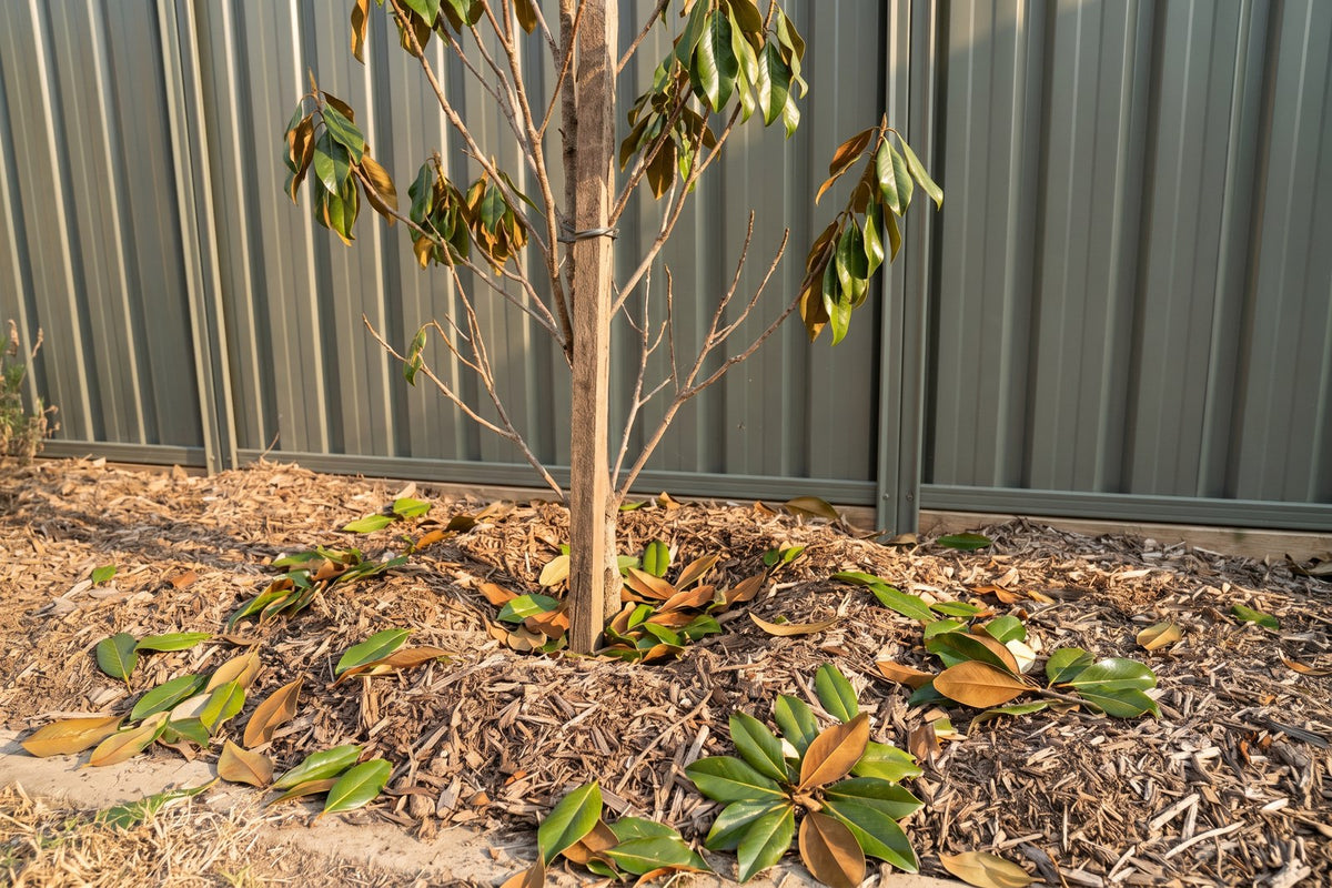 Newly planted Little Gem magnolia with many green leaves dropped on the mulch from transplant stress