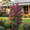 Nina's Delight Geraldton Wax