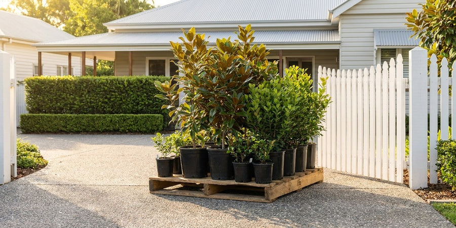 Potted plants travel upright on a pallet, by truck